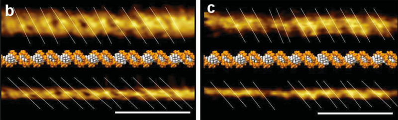 Illustration for article titled New Double Helix Visualization Revises What We Know About DNA